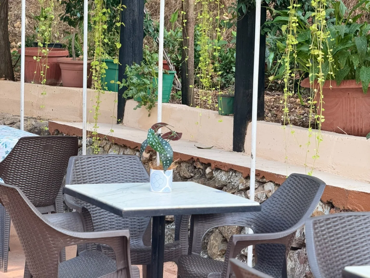 A quiet table surrounded by plants at Kooz